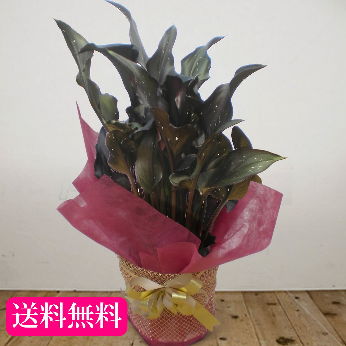 【送料無料】ワインブラックのカラー「メモリーズ・5号」敬老の日　鉢植え、鉢花プレゼントは鉢植えギフト通販専門店「鉢花のお店オーク・リーフ」をご利用下さい。10P23Apr16