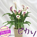 母の日 鉢植え 早割 プレゼント ギフト 2024 産直 鉢花 カラー かすみ草 pi 贈る カスミソウ 花鉢 感謝の花