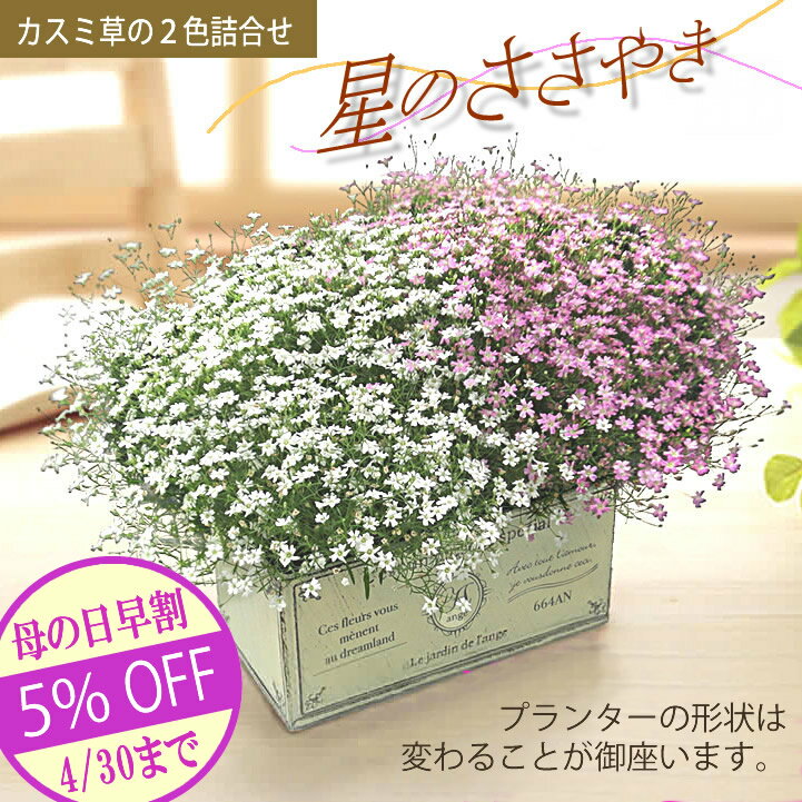 母の日 鉢植え 早割 プレゼント ギ