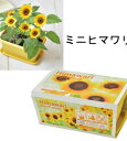 エンジョイプランター　ベジ＆フラワー 03ミニヒマワリ【栽培セット】 [Cultivation set] Enjoy planter Vege & Flower たっぷりと2Lの土が入るカラープランターで育てる栽培セット。 土の量が多いぶん、根がしっかりと張り植物が丈夫に育ちます。 インテリアのアクセントにもなる3色のプランターは、受け皿付き。 お部屋の中で育てられて、出窓のようなスペースにもぴったりです。 家族で植物のお世話係を決めると、さらに愛羞がわいてきそう！ ●サイズ・容量 約W23.5×D14.5×H11.5cm ■製造年：2020 ※他の商品との同梱は別途送料を頂戴いたします。 ●メール便発送できません。 ●ご注文時のタイミングで在庫切れの場合がございます。 その場合入荷までお時間をいただくことがございます。 また、廃盤となっている場合もございますその際はご注文をキャンセルさせて頂く事がございます、ご了承ください。 ●沖縄、離島、発送できません。