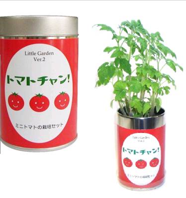 【栽培セット】　リトルガーデン　トマトチャン