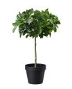 【NEW】IKEA ikeaFEJKA フェイカ 人工観葉植物, 室内/屋外用/ベンジャミン 幹, 12 cm903.953.04自然、お部屋のアクセントに
