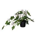 【NEW】IKEA ikeaFEJKA フェイカ 人工観葉植物, 室内/屋外用 ゼラニウム/つり下げ型 ライトピンク, 9 cm805.380.06華やかな空間...