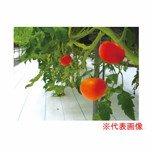 　日本ワイドクロス 防草シート アグリシートシャインホワイト 50cm×100m SW1515 防草・多目的用【個人宅配送不可】日本ワイドクロス 防草シート アグリシートシャインホワイト 50cm×100m SW1515 防草・多目的用【個人宅配送不可】■農作物の環境改善に効果を発揮する多目的シート・トマト、イチゴなど果実の色付き促進に・高い反射率、収量アップ、地温上昇抑制・ぬかるみ防止、泥はね防止、滑り止め・電気柵の保全・土地の管理軽減等等〇高反射剤を練り込んだシャインホワイト糸を採用しており、生地の反射率は90％以上トマト・イチゴ等の施設栽培では、高反射率による光合成促進効果で収量アップが見込め、また、赤外線反射により地温上昇を抑制します【仕様】材質:ポリプロピレン（耐候安定剤入りシャインホワイト糸）カラー:シャインホワイト反射率:約90％遮光率:約99％規格:50cm×100m■日本製※こちらの商品は個人様宛には発送できません。　個人名でご注文いただだいた場合は営業所止めにてご案内させていただきます。注文について注意事項メーカー(提携先)からの直送となります。稀ではございますが欠品時は変動する場合もございますので、正確な納期はご注文の確認メールにてご案内させていただきます。