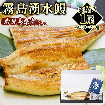 霧島湧水 鹿児島県産 うなぎ白焼き 約230-250g×1尾 化粧箱入り 【メッセージカード対応】 【のし対応OK】 母の日 父の日 贈り物 ギフト プレゼント 誕生日 希少