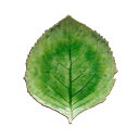 ポルトガルの食器COSTA NOVA/ RIVIERA ハイドランジアリーフ22cm(トマテ)/食器 テーブルウエア 中皿 皿 花 葉 おしゃれ 雑貨 インテリア プレゼント ギフト