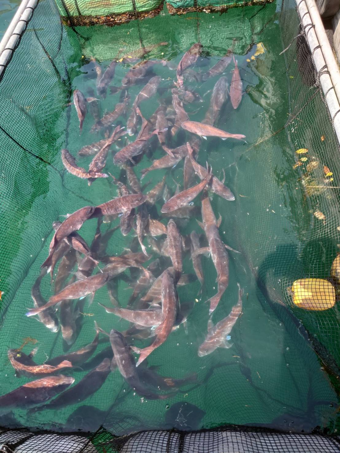 ���ܸ�����ŷ�𡡿������դ��ե��� 2�� (��800g)