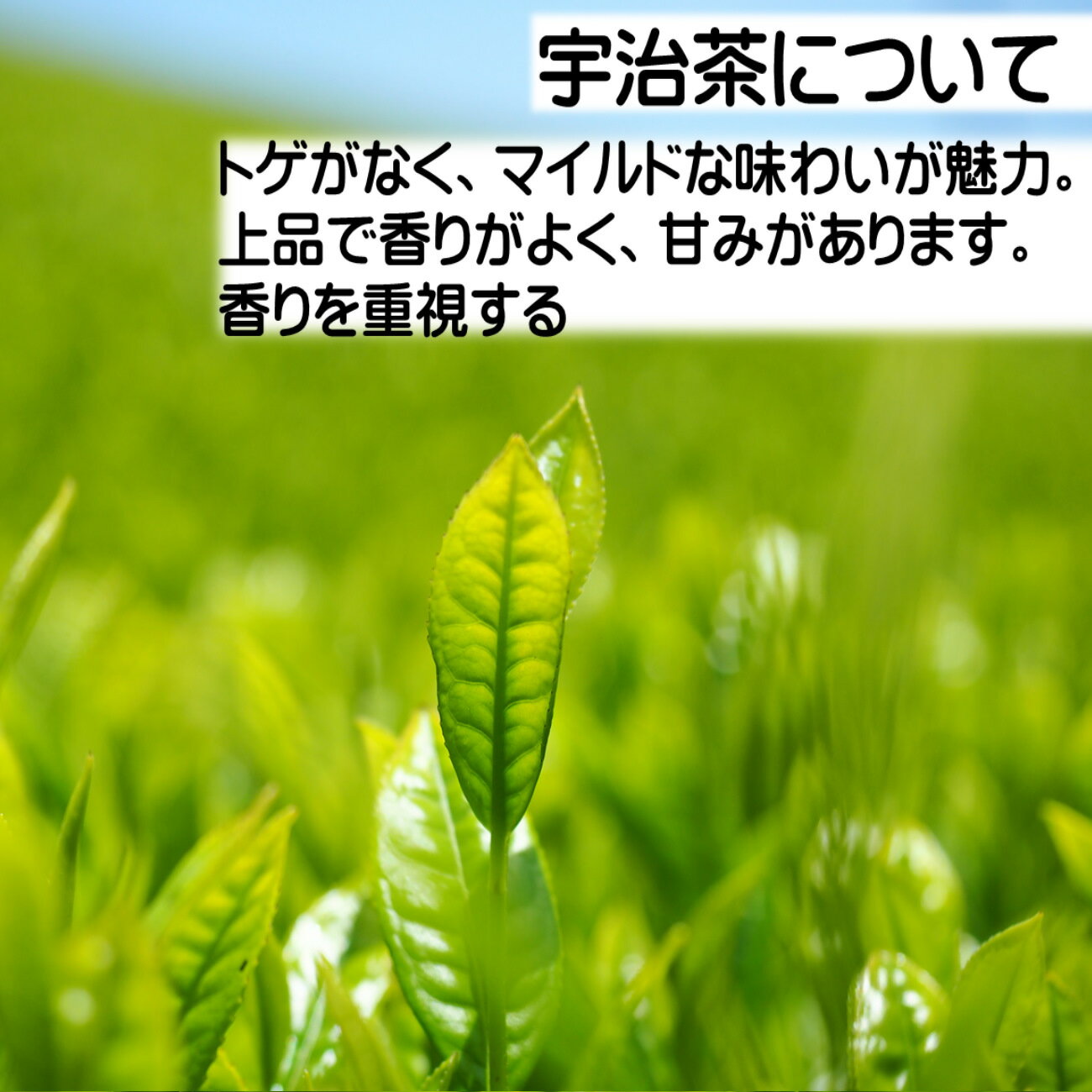 【お得な5袋セット】ほうじ茶ラテ 牛乳で作る 宇治茶 ほうじ ラテ パウダー 120gx5個 山城物産