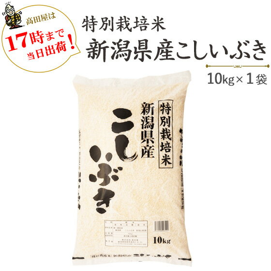 令和5年産 白米特別栽培米新潟県産こしいぶき10kg×1袋【送料無料】(一部地域を除く)【あす楽対応_本州】【あす楽対応_関東】【あす楽対応_四国】