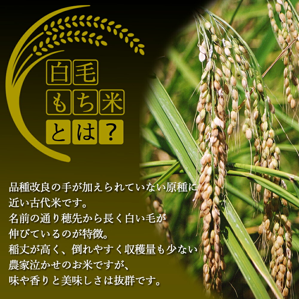 【ふるさと納税】［先行予約］米 にじのきらめき 和歌山県産 5kg（2024年産）［SL29］ | お米 こめ 白米 食品 人気 おすすめ 送料無料