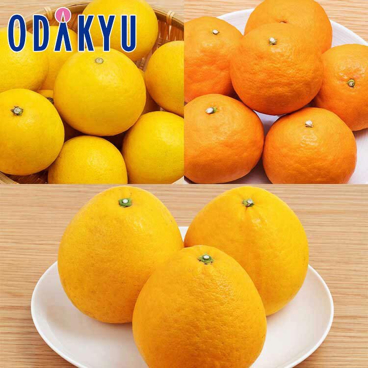 みかん フルーツ 送料無料 春の柑橘づくし!4月のフルーツセットE 約6.0kg |4月中旬以降のお届け※沖縄・離島へは届不可(直)