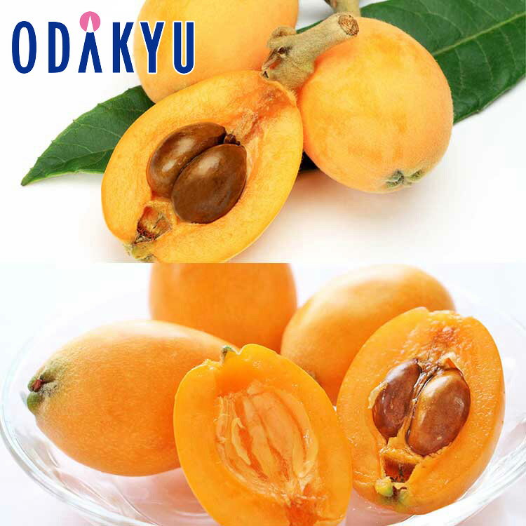 びわ フルーツ 送料無料 長崎県産 長崎びわ & 甘香びわ 食べ比べセット 約0.5kg 秀 |4月中旬以降のお届け※沖縄・離島へは届不可(直)