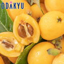 ビワ フルーツ 送料無料 3Lサイズ以上限定 千葉県産 房州びわ 約0.7kg 秀 |7-12日程度でのお届け※沖縄・離島へは届不可(直)