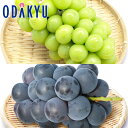 ブドウ 送料無料 シャイン × 巨峰 食べ比べセット 秀 約0.8kg |7-12日程度でのお届け※沖縄・離島へは届不可(直)
