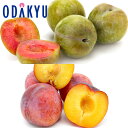 スモモ 送料無料 山梨県産 ソルダム & 貴陽プラム 秀 約0.9kg |7月中旬以降のお届け※沖縄・離島へは届不可(直)