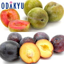 スモモ 送料無料 山梨県産 ソルダム & 太陽プラム 秀 約0.9kg |7月中旬以降のお届け※沖縄・離島へは届不可(直)