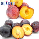 スモモ 送料無料 山梨県産 貴陽プラム & 太陽プラム 秀 約1.1kg |7月中旬以降のお届け※沖縄・離島へは届不可(直)