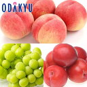 送料無料 山梨県産 お買得♪ みどり豊かな山梨フルーツセット 約1.2kg |7-12日程度でのお届け※沖縄・離島へは届不可(直)
