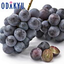 ブドウ 送料無料 山梨県産 匠の葡萄 笛吹種なしピオーネ2房 特秀 約0.9kg |7-12日程度でのお届け※沖縄・離島へは届不可(直)