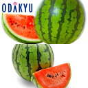 スイカ 送料無料 山形県産他すいか食べ比べスイカ & 紅小玉スイカ 秀 約4.5kg |7-12日程度でのお届け※沖縄・離島へは届不可(直)