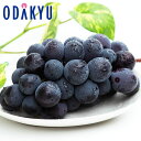 ブドウ 送料無料 岡山県産 ニューピオーネ 秀 約0.5kg |7-12日程度でのお届け※沖縄・離島へは届不可(直)