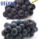 ぶどう ぶどう食べ比べ 巨峰二都くらべセット 約0.8kg |8月1日(金)以降順次お届け※沖縄・離島へは届不可(直)