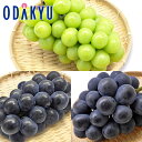 ぶどう 送料無料 長野県産 ぶどう食べ比べ 長野ぶどう三彩便 秀 約1.2kg |8月1日(金)以降順次お届け※沖縄・離島へは届不可(直)