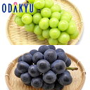 ぶどう 送料無料 岡山県産 岡山ぶどう食べきりパック 秀 約0.7kg |8月下旬以降順次お届け※沖縄・離島へは届不可(直)