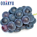 ぶどう 送料無料 長野県産 巨峰 秀 約0.9kg |8月1日(金)以降順次お届け※沖縄・離島へは届不可(直)