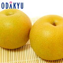 梨 なし 送料無料 受注販売 新潟県産 新王12~16玉 約4.8kg |9月下旬以降に順次発送※沖縄・離島へは届不可(直)