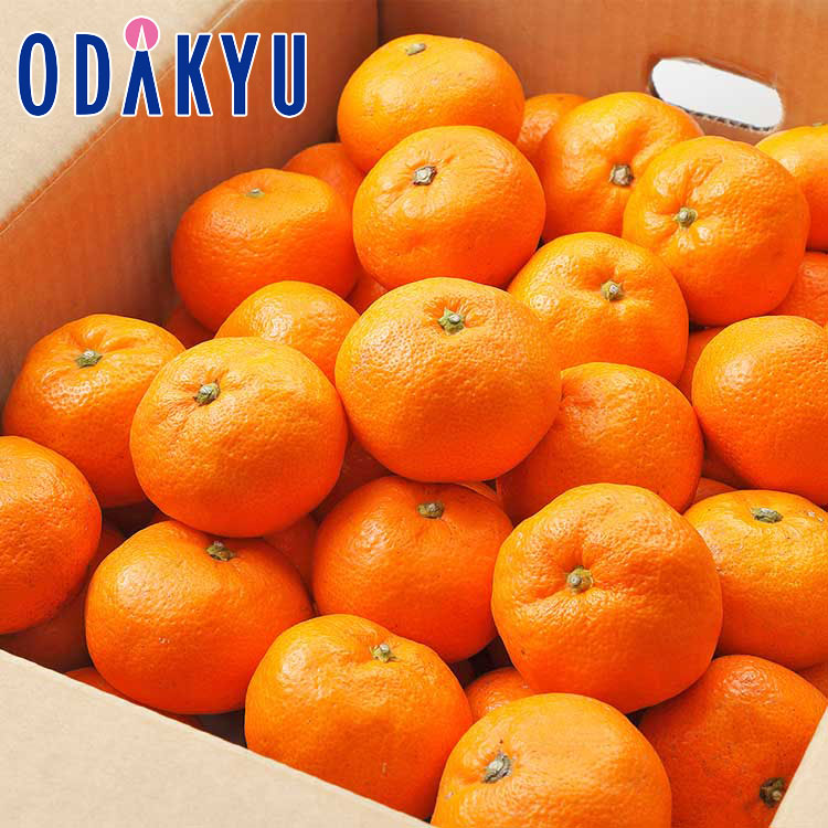 ミカン 産地はおまかせ 旬のみかん 5kg S～Lサイズ 秀 ｜7-12日程度でのお届け※沖縄・離島へは届不可(直)