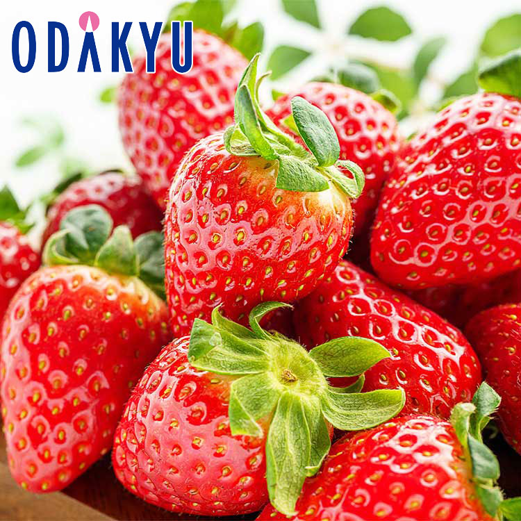 いちご 佐賀県産 いちごさん 約0.5kg DXタイプ ｜11月下旬以降のお届け※沖縄・離島へは届不可(直)