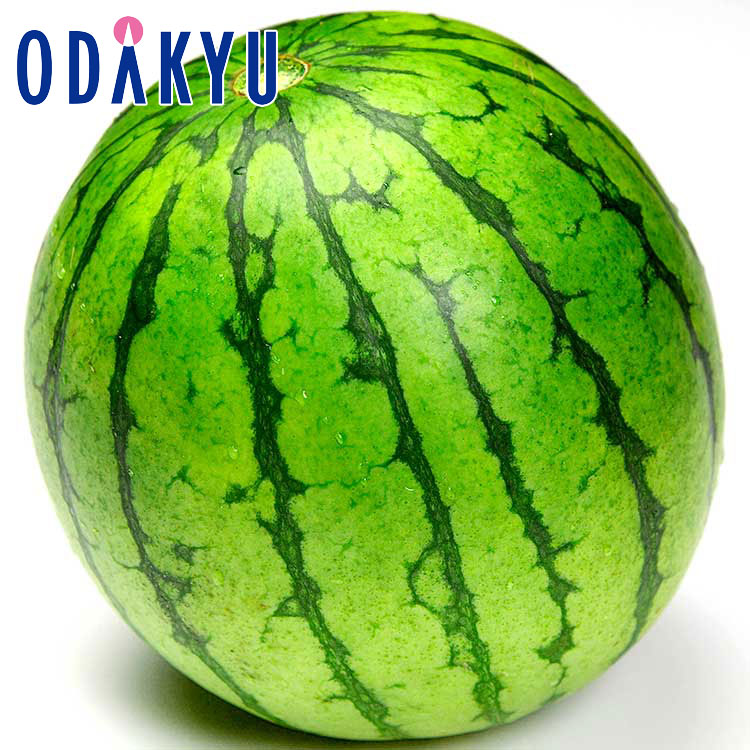 送料無料 鳥取県産 大玉スイカ 4L サイズ ｜7-12日程度でのお届け※沖縄・離島へは届不可(直)