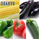 旬 野菜 セット 夏野菜おまかせBOX |8月18日(月)以降順次配送予定※沖縄・離島へは届不可(直)