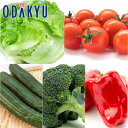 旬 野菜 さっぱりサラダBOX |8月18日(月)以降順次配送予定※沖縄・離島へは届不可(直)