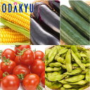 旬 野菜 夏の野菜大盛りBOX |8月18日(月)以降順次配送予定※沖縄・離島へは届不可(直)