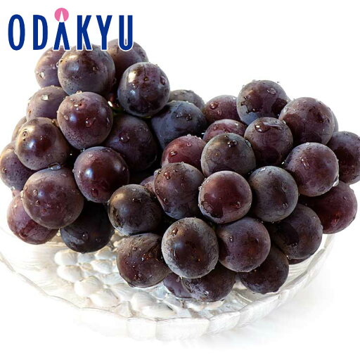 お中元 夏 ギフト 送料無料 お中元好適品 岡山県産種なしピオーネ 2房 |6月下旬以降のお届け※沖縄・離島へは届不可(直) お中元 夏 ギフト 送料無料 お中元好適品 岡山県産種なしピオーネ 2房 |6月下旬以降のお届け※沖縄・離島へは届不可(直)