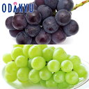 お中元 夏 ギフト 送料無料 お中元好適品 ピオーネ&シャインマスカット |6月下旬以降のお届け※沖縄・離島へは届不可(直)