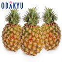 フルーツ 旬 野菜 送料無料 台湾産 台湾パイン 約1kg × 3本計 約3kg |7-12日程度でのお届け※沖縄・離島へは届不可(直)