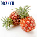 フルーツ 旬 野菜 送料無料 沖縄県産 ピーチパイン 約600g × 2本 |7-12日程度でのお届け※沖縄・離島へは届不可(直)