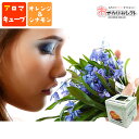 【ファッションザセール10%OFF】アロマオイル センティッドキューブ アロマ オレンジ シナモン フレグランス リラックス 癒やし 休憩 リラクゼーション お...