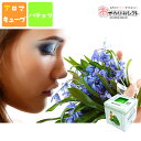 【ファッションザセール10%OFF】アロマオイル センティッドキューブ パチョリ フレグランス リラックス 癒やし 休憩 リラクゼーション お部屋で のんびり ...