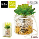 【クーポン有|11日01:59迄】ハンギング フェイクグリーン フレグランス インテリア ガラス ポット 壁掛け 芳香剤 香り かわいい おしゃれ ボタニカル ...