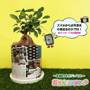 【写真入り プレゼント】送料無料 名入れ おしゃれ お絵かき 観葉植物 鉢植え フラワーギフト かわいい【 お絵かきフラワー ガジュマル 】しあわせの木 インテリア 花 プレゼント 贈り物 敬老の日 結婚祝い 還暦祝い お祝い返し 七五三 入園 孫 両親 祖父母 父の日 ギフト