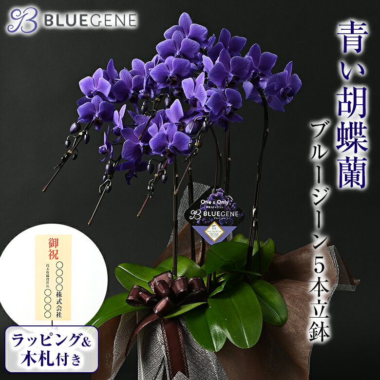 楽天市場】ブルージーン 胡蝶蘭の通販