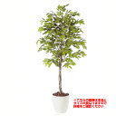 観葉植物 人工 樹木 ベンジャミナスプラッシュ 高さ2000mm Lサイズ 鉢:RP-300