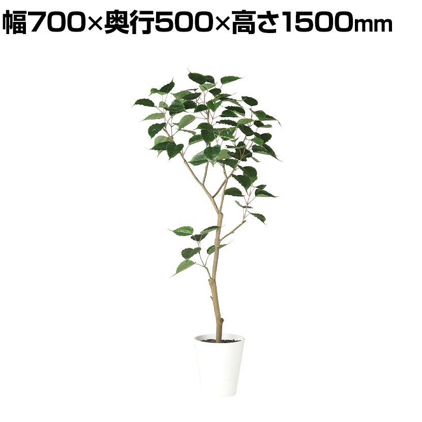 観葉植物 人工樹木 フェイクグリーン 造花 インドボダイジュ FST 高さ1500mm 鉢:SA-8(WH)