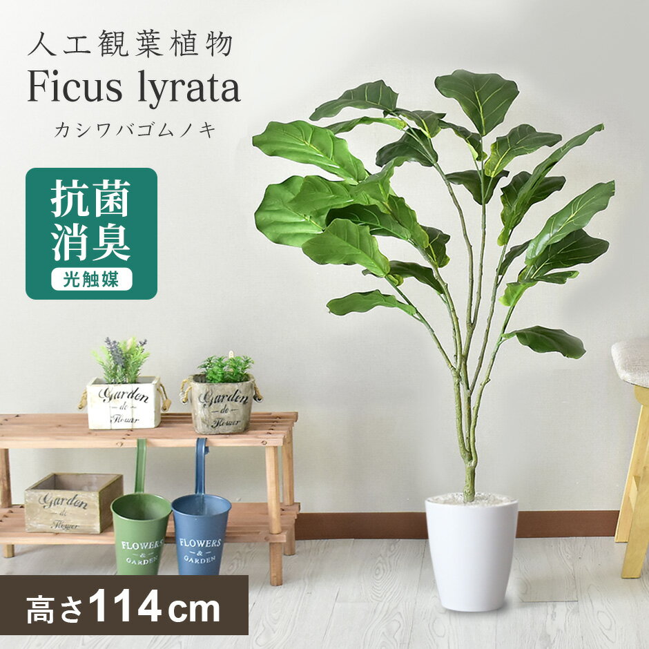 【クーポン20%off 1/15 00時〜26時】 人工観葉植物 お手入れ不要 完成品 かんたん設置 フェイクグリーン フェイクプラント 室内用 鉢付き 置くだけ ゴムノキ インテリア 造花 光触媒 5号 鉢 水やり不要 インテリア お祝い 誕生日 父 母 カシワバゴムノキ ドリス