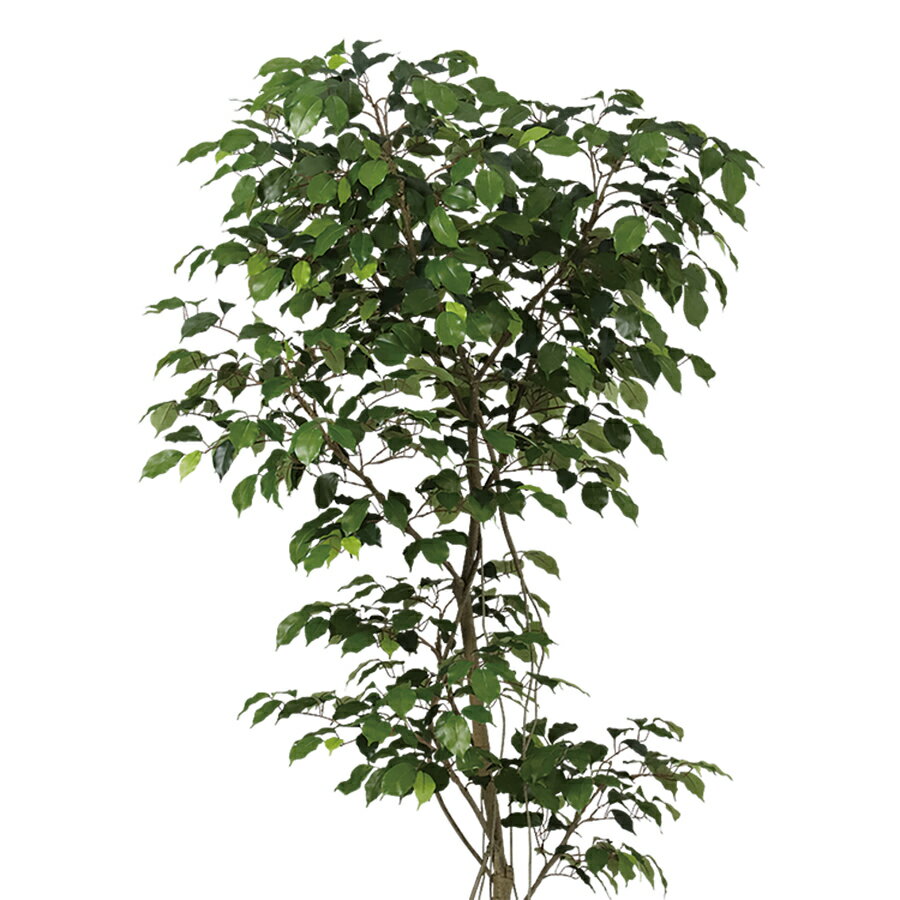 フェイクグリーン【 光触媒 ベンジャミン FST 】幅70 × 奥行70 × 高さ180cmオフィスグリーン 観葉植物 フェイク 人工観葉植物 大型 開業祝い 開店祝い 移転祝い 新築祝い 贈り物 おしゃれ