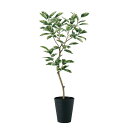 フェイクグリーン【 光触媒 デコラトリカラー FST 】幅70 × 奥行50 × 高さ150cmオフィスグリーン 観葉植物 フェイク 人工観葉植物 大型 開業祝...
